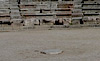 Epidaurus Anchient Theater Peloponnese ancient Greece stock photos